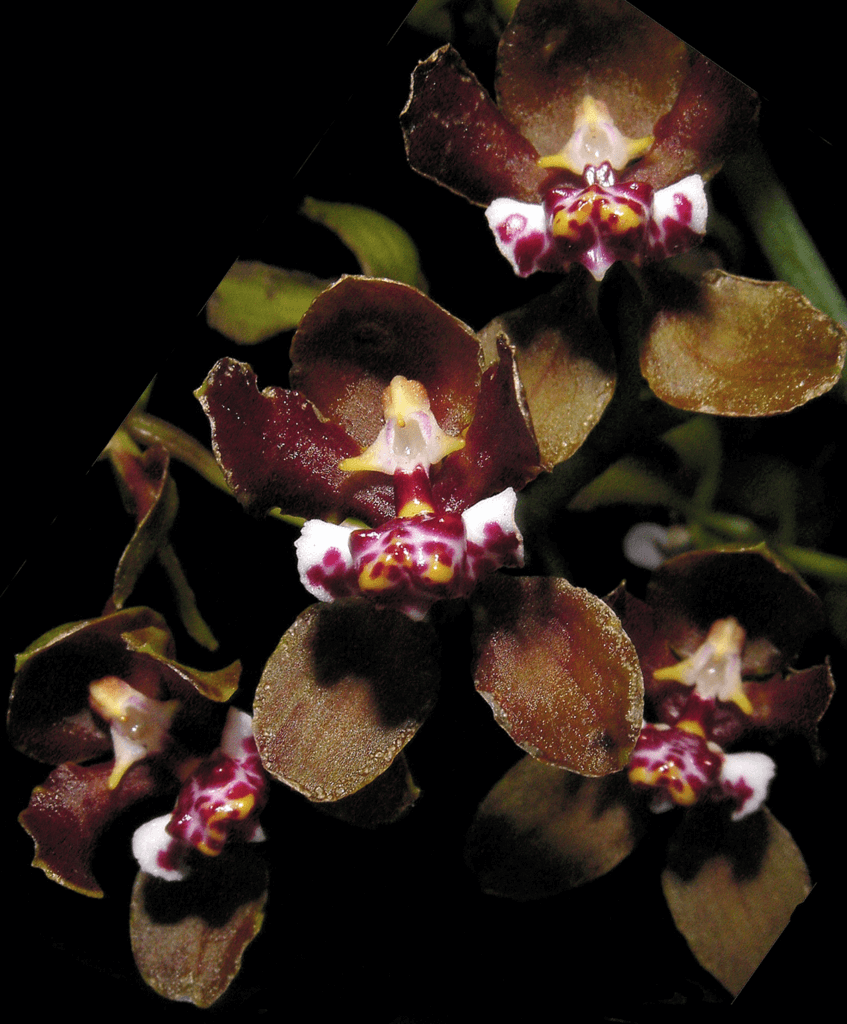 Lophiarella microchila 